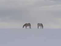 horses forage in snow 3006